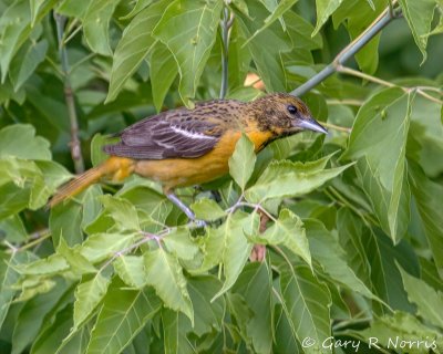 Oriole, Baltimore IMG_8835.jpg