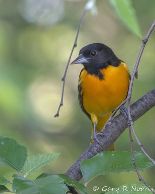 Oriole, Baltimore IMG_8853.jpg