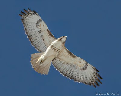 Hawk, Red-tailed IMG_1891.jpg