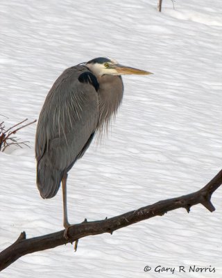 Heron, Great Blue IMG_2192.jpg