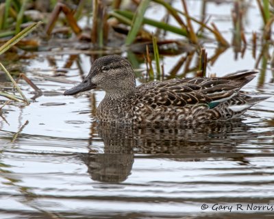 Teal, Green-winged IMG_2233.jpg