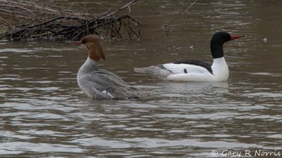 Merganser, Common IMG_2250.jpg