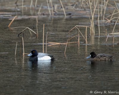 Scaup, Lesser IMG_2270.jpg