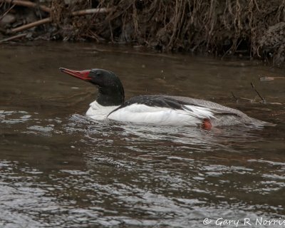 Merganser, Common IMG_2311.jpg