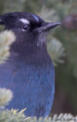 Jay, Steller's IMG_2162.jpg