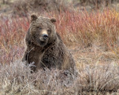 Bear, Grizzly IMG_2204.jpg