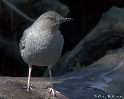 Dipper, American IMG_2466.jpg