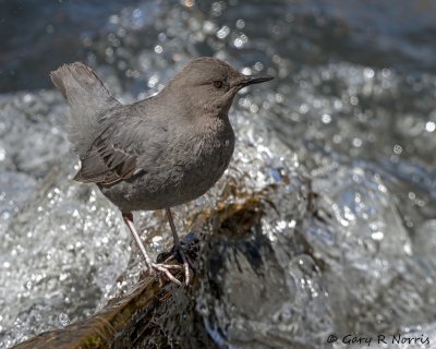 Dipper, American IMG_2535.jpg