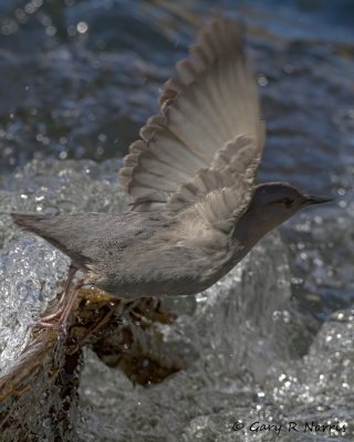 Dipper, American IMG_2545