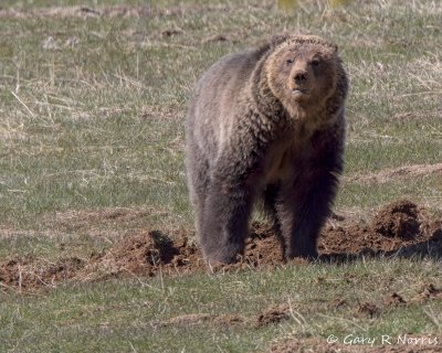 Bear, Grizzly IMG_2579.jpg