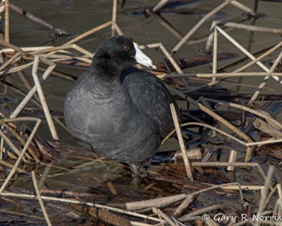 Coot, American IMG_2613.jpg