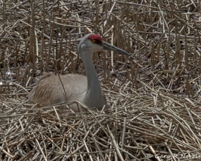 Crane, Sand Hill IMG_2647.jpg