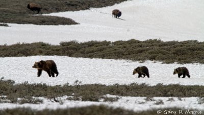 Bear, Grizzly IMG_2817.jpg