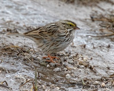 Sparrow, Savannah IMG_2858.jpg