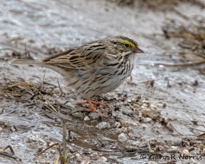 Sparrow, Savannah IMG_2858.jpg