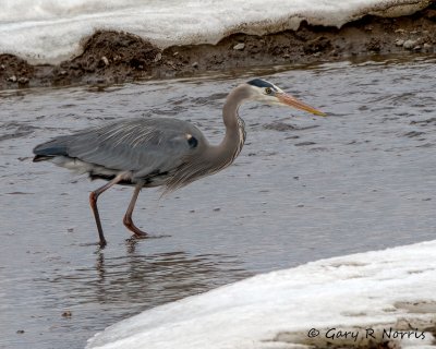 Heron, Great Blue img_2883