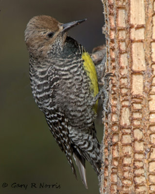 Sapsucker, Williamson's IMG_3046.jpg