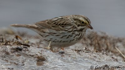 Sparrow, Savannah IMG_2851.jpg