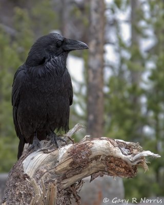 Raven IMG_2947.jpg