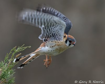 Kestrel IMG_3121.jpg