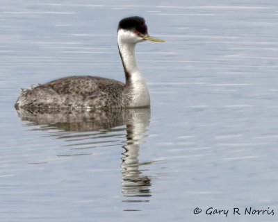 Grebe, Western IMG_3181.jpg