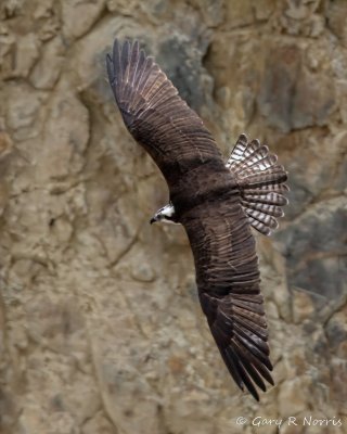 Osprey IMG_3225.jpg