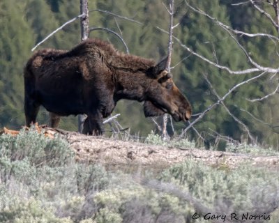Moose IMG_3242.jpg