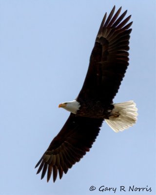 Eagle, Bald IMG_3300.jpg
