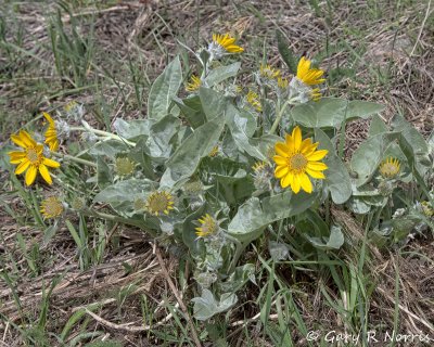 Arrowleaf Balsamroot IMG_3305.jpg