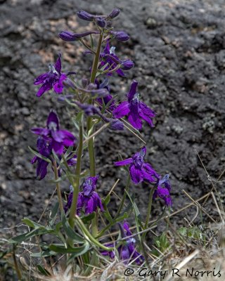 g12/45/685845/3/135019737.VLfjs17n.jpg