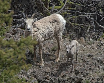 Big Horn Sheep IMG_3341.jpg