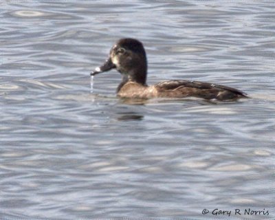 Duck, American Black