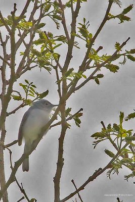 Gnatcatcher, Blue-gray IMG_1693.jpg