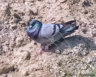Dove, Rock (Feral Pigeon)