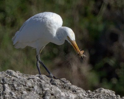 Egret, Cattle IMG_6719.jpg