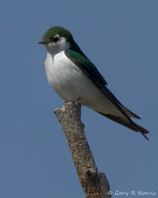 Swallow, Violet-Green IMG_0085.jpg