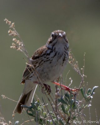 Sparrow,Vesper IMG_0103.jpg