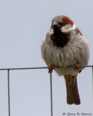 Sparrow, House IMG_0407.jpg