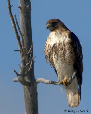 Hawk, Red-tailed IMG_9488.jpg