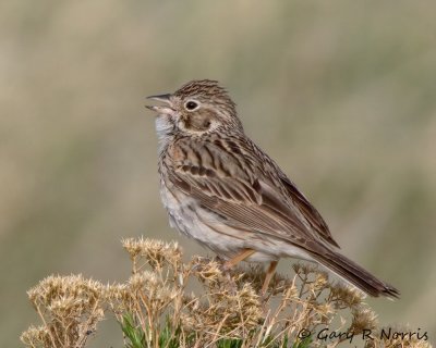 Sparrow, Lark IMG_9577.jpg