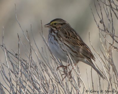 Sparrow, Savannah IMG_9583.jpg