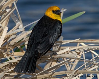 Blackbird, Yellow-headed IMG_9591.jpg