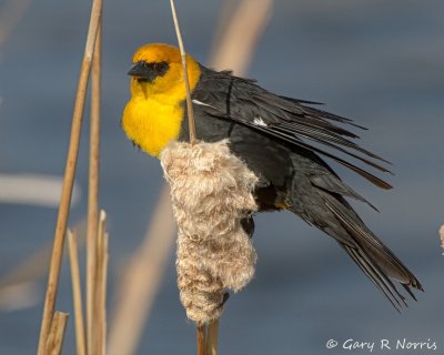 Blackbird, Yellow-headed IMG_9601.jpg