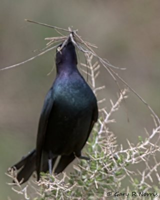 Blackbird, Brewer's IMG_9690.jpg