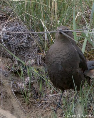 Blackbird, Brewer's IMG_9693.jpg