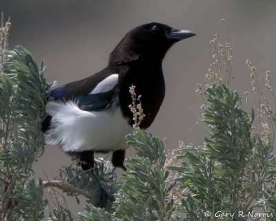 Magpie, Black-billed IMG_9715.jpg