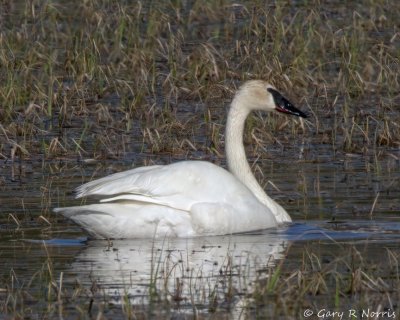 Swan, Trumpeter IMG_9769.jpg