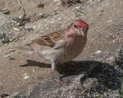 Finch, Cassin's IMG_9973.jpg