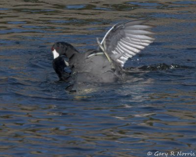 Coot, American IMG_9981.jpg
