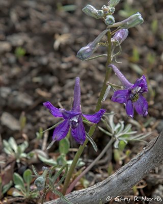 IMG_0778.jpg